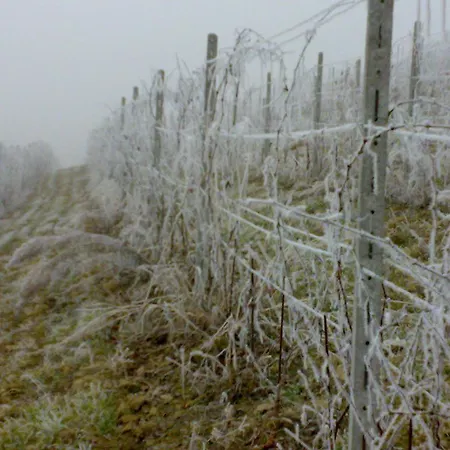Gasthof Guest House I Vicini Di Cesare Castelnuovo (Asti)